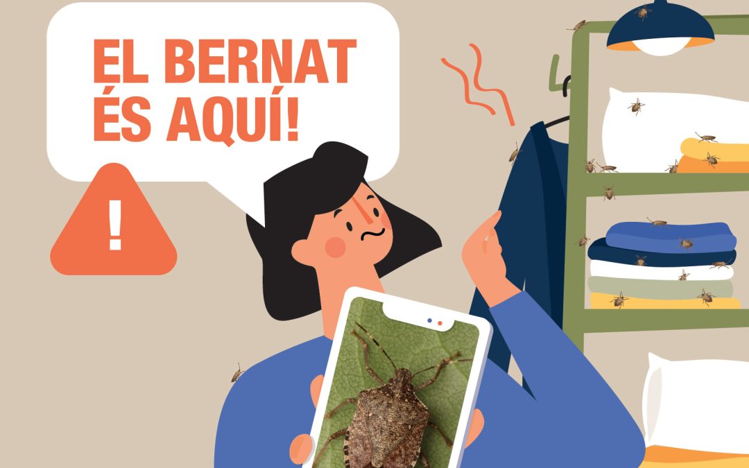 Controlem de la creixent plaga del Bernat Marbrejat