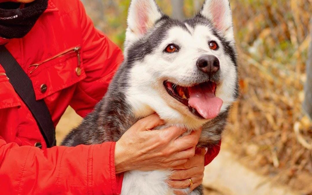 Crida urgent per adoptar 31 gossos i 3 gats abandonats al Gironès